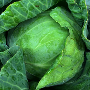 Cabbage July 15 - Nov 30