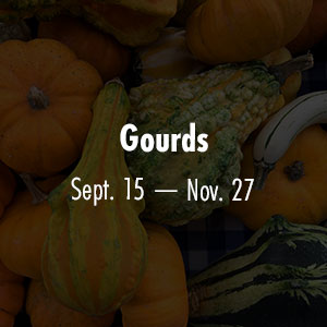 Gourds Sept 15 - Nov 27