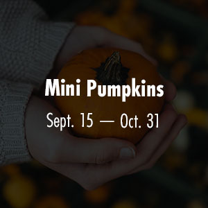 Mini Pumpkins Sept 15 - Oct 31