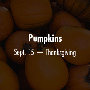 Pumpkins Sept - Thanksgiving