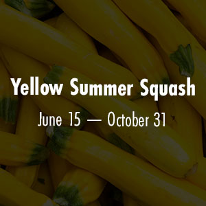 Yellow Summer Squash June 15 - October 31