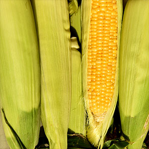 Sweet Corn May 25 - Nov 30